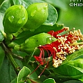 Sonneratia caseolaris (Red-flowered Apple Mangrove) found in Daintree in North Queensland<br />Canon EOS 7DMK2 + EF70-200 F4.0L + EF1.4xII + SPEEDLITE 580EXII